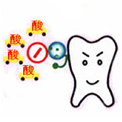 酸産生の抑制・細菌の働きを抑制して酸を作らないようにします