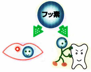 フッ素1